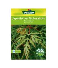 Japanischer Fächerahorn 'Emerald Lace' -Gardena Verkäufe 00000000 Acer palmatum Emerald Lace 2016 1