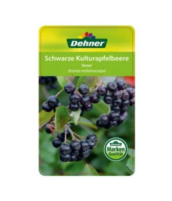 Apfelbeere, Aronia 'Aron' -Gardena Verkäufe 00000000 Aronia melanocarpa Aron 2016 1