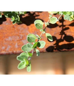 Palatino Cortenstahl-Pflanzgefäß Lotte 13 Palatino Cortenstahl-Pflanzgefäß Lotte -Gardena Verkäufe 2015279 WE MO 004 PalatinoPflanzkastenLotte100