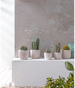 Agave 'Cuba' - Agave, Verschiedene Sorten -Gardena Verkäufe 20190301 PR MO 001 Kakteen und Succulenten 01