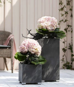 Bauern-Hortensie 'Avantgarde' 8 Bauern-Hortensie 'Avantgarde' -Gardena Verkäufe 20210415 WE MO 001 HortensieAvantgarde BL08 2022 01