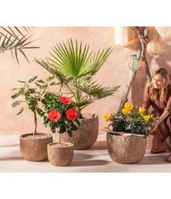 Zimmerhibiskus - Hibiscus Rosa-sinensis, Verschiedene Sorten -Gardena Verkäufe 20210520 WE MO 001 Orientalisch