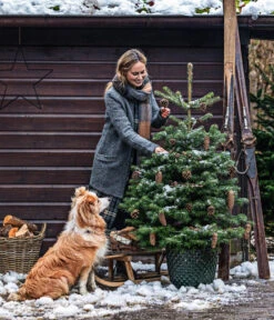 Nordmann-Tanne, B-Sortierung, Ca. 100-125 Cm, Im Topf Gewachsen -Gardena Verkäufe 20211215 8995946 8995706 8995953 WE MO 001 TannenbaumTopf