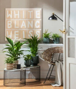 Goldfruchtpalme - Dypsis Lutescens 10 Goldfruchtpalme - Dypsis Lutescens -Gardena Verkäufe 4099883 PR MO 001 TopfElsaPetrolKorbPapette