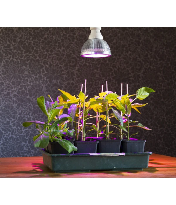 Venso LED-Pflanzenlampe Cultura, 18 W 2 Venso LED-Pflanzenlampe Cultura, 18 W – Bild 2