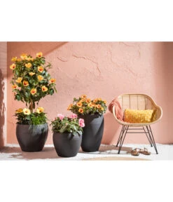 Zimmerhibiskus - Hibiscus Rosa-sinensis, Verschiedene Sorten -Gardena Verkäufe 4319398 PR MO 001 KunststoffTopfSchwarz