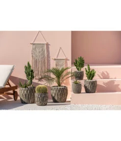 Feigenkaktus - Opuntia Consolea -Gardena Verkäufe 4432415 PR MO 001 KeramikTopfNero 1