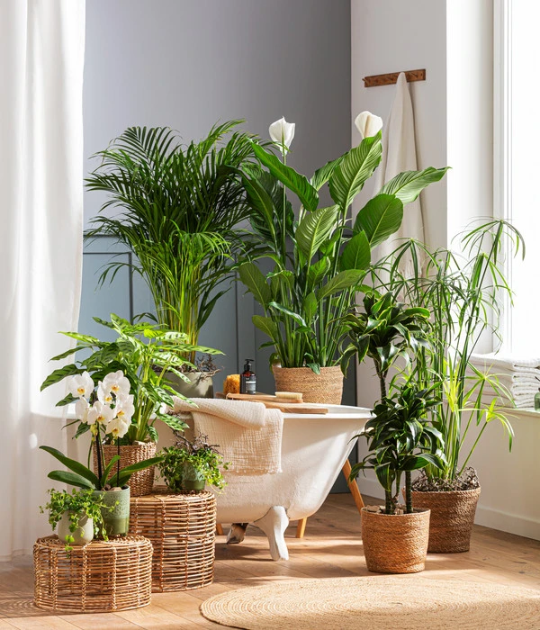 Goldfruchtpalme - Dypsis Lutescens 2 Goldfruchtpalme - Dypsis Lutescens – Bild 2