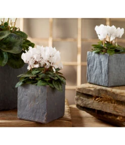 Midi Alpenveilchen, Verschiedene Sorten -Gardena Verkäufe 5056155 8217622 PR MO 001 TopfGrauSlateAlpenveilchenMidi