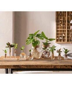 Waterplant Balsamapfel Im Kugelglas - Clusia Rosea 'Princess', Mit LED 6 Waterplant Balsamapfel Im Kugelglas - Clusia Rosea 'Princess', Mit LED -Gardena Verkäufe 6125066 WE MO 001 WaterPlants 1