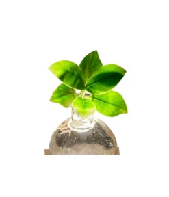Waterplant Balsamapfel Im Kugelglas - Clusia Rosea 'Princess', Mit LED 7 Waterplant Balsamapfel Im Kugelglas - Clusia Rosea 'Princess', Mit LED -Gardena Verkäufe 6125074 WE DE 001 WaterPlantlusia7cmmitLicht