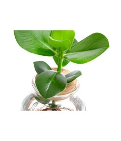 Waterplant Balsamapfel Im Kugelglas - Clusia Rosea 'Princess', Ca. 30 Cm 7 Waterplant Balsamapfel Im Kugelglas - Clusia Rosea 'Princess', Ca. 30 Cm -Gardena Verkäufe 6125082 WE DE 001 WaterPlantsClusia12cm