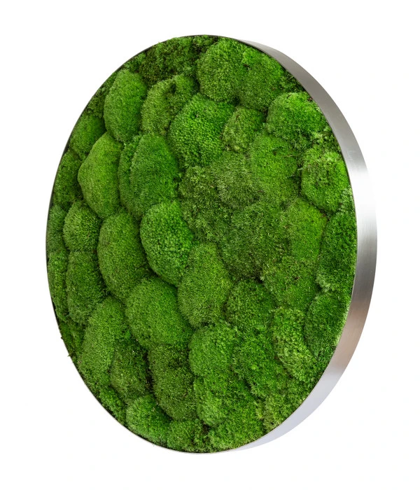 StyleGREEN Bild Aus Kugelmoos, Ellipsoid, Ca. Ø54 Cm 2 StyleGREEN Bild Aus Kugelmoos, Ellipsoid, Ca. Ø54 Cm – Bild 2