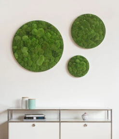 StyleGREEN Bild Aus Kugelmoos, Ellipsoid, Ca. Ø54 Cm 6 StyleGREEN Bild Aus Kugelmoos, Ellipsoid, Ca. Ø54 Cm -Gardena Verkäufe 6429963 WE MO 002 KugelmoosEllipsoid54cmStylegreen