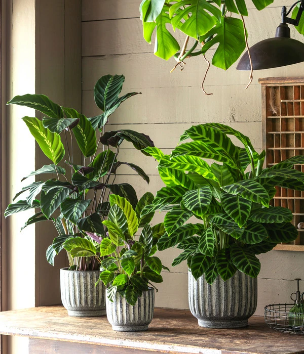 Korbmarante - Calathea 'Misto' 2 Korbmarante - Calathea 'Misto' – Bild 2