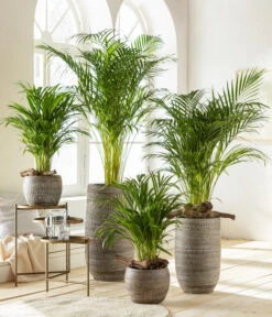 Goldfruchtpalme - Dypsis Lutescens 9 Goldfruchtpalme - Dypsis Lutescens -Gardena Verkäufe 6799894 6799910WE MO 001 VaseLanaBraun