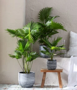 Rundblättrige Schirmpalme - Livistona Rotundifolia -Gardena Verkäufe 6919880 WE MO 001 TopfMavie Livistona