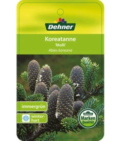 Korea-Tanne 'Molli' -Gardena Verkäufe 7001936 KoreatanneMolli Etikett 1