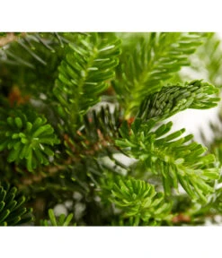 Korea-Tanne 'Molli' -Gardena Verkäufe 7001936 WE DE 001 AbiesKoreanaMolliTanneDehnerExpressZS