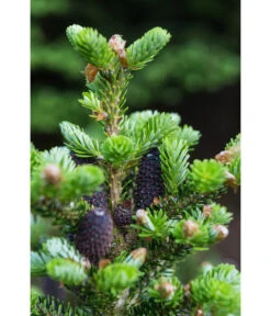 Korea-Tanne 'Molli' -Gardena Verkäufe 7002405 PR DE 001 AbiesKoreanaMolli