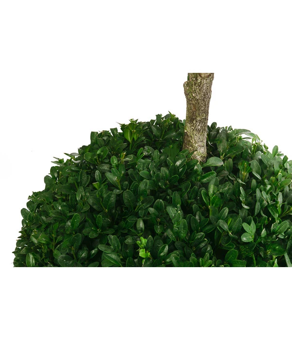 Buchsbaum, Stämmchen Mit 2 Kugeln 2 Buchsbaum, Stämmchen Mit 2 Kugeln – Bild 2