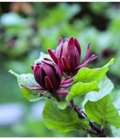 Roter Gewürzstrauch -Gardena Verkäufe 7085632 WE DE 001 CalycanthusGewuerzstrauchPixabay