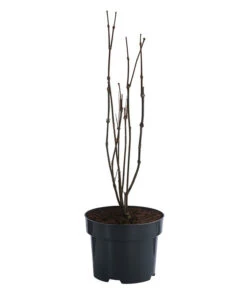 Roter Gewürzstrauch -Gardena Verkäufe 7085632 WE FS 001 CalycanthusFloridusGewuerzstrauch3L