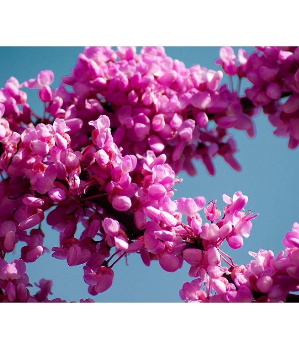 Chinesischer Judasbaum 'Avondale' 1 Chinesischer Judasbaum 'Avondale'