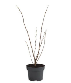 Chinesischer Judasbaum 'Avondale' 3 Chinesischer Judasbaum 'Avondale' -Gardena Verkäufe 7099021 WE FS 001 CercisChinensisAvondaleChinesischerJudasbaum5L