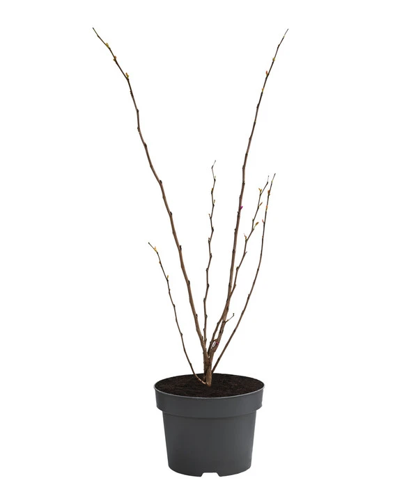 Chinesischer Judasbaum 'Avondale' 2 Chinesischer Judasbaum 'Avondale' – Bild 2