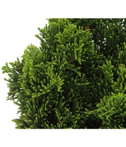 Zwerg-Muschelzypresse 'Nana Gracilis' -Gardena Verkäufe 7113715 PR DE 001 ChamaecyparisScheinzypresseObtusaNanaGracilis13CDehnerExpressHerzig