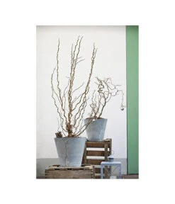 Korkenzieher-Hasel 'Contorta' -Gardena Verkäufe 7137805 PR MO 001 CorylusKorkenzieherhaselAvellanaTwister10LHelleborusshootingDehnerExpressHerzig