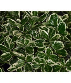 Japanischer Kriech-Spindelstrauch 'Kathy'