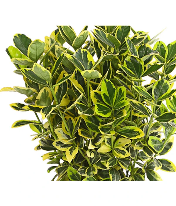 Japanischer Spindelstrauch 'Marieke' 2 Japanischer Spindelstrauch 'Marieke' – Bild 2