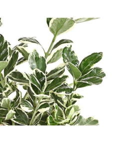 Japanischer Kriech-Spindelstrauch 'Kathy' -Gardena Verkäufe 7180748 PR DE 001 EuonymusSpindelstrauchKathy13DehnerExpressHerzig