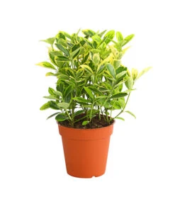 Japanischer Spindelstrauch 'Marieke'