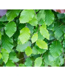 13 Meter Rotbuche, 40 X Ca. 150-175 Cm 7 13 Meter Rotbuche, 40 X Ca. 150-175 Cm -Gardena Verkäufe 7185077 FagusSylvaticaDetailLuckner