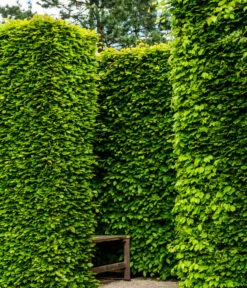 13 Meter Rotbuche, 40 X Ca. 150-175 Cm 6 13 Meter Rotbuche, 40 X Ca. 150-175 Cm -Gardena Verkäufe 7185093 WE MO 002 RotbucheFagusSylvatica