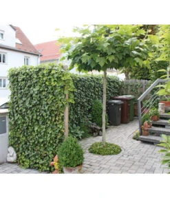 Hecke Am Laufenden Meter® 'Woerneri' - Efeu, Ca. 100 Cm -Gardena Verkäufe 7208309 BildM 002 HederaHelixWoerneriHeckeAmLaufendenMeter