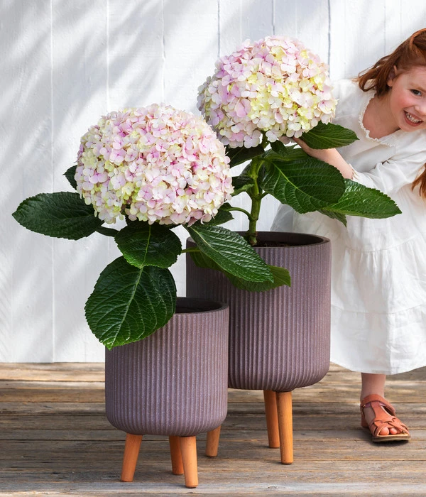 Bauern-Hortensie 'Avantgarde' 5 Bauern-Hortensie 'Avantgarde' – Bild 5