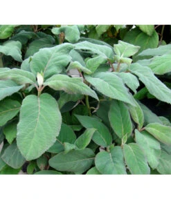 Samthortensie 'Macrophylla' -Gardena Verkäufe 7220312 BildFS 001 SamthortensieMacrophyllaHydAspMacrophylla