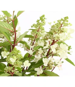 Rispen-Hortensie 'Pinky Winky' -Gardena Verkäufe 7224033 PR DE 001 HortensieHydrangeaPinkyWinky5LDehnerExpressHerzig