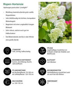 Rispen-Hortensie 'Limelight®' -Gardena Verkäufe 7224165 WE IG 001 RispenHortensie