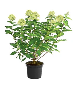 Rispen-Hortensie 'Limelight®' -Gardena Verkäufe 7224322 WE FS 002 HydrangeaRispenhortensieLimelight3L