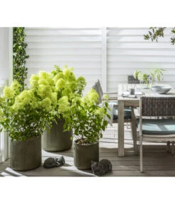 Rispen-Hortensie 'Limelight®' -Gardena Verkäufe 7224322 WE MO 001 LandhausgartenHydrangeaLimelightGC202112