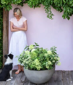 Rispen-Hortensie 'Limelight®' -Gardena Verkäufe 7224322 WE MO 001 PaniculataRispenhortensie Hortensie