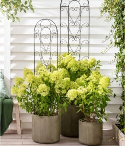 Rispen-Hortensie 'Limelight®' -Gardena Verkäufe 7224322 WE MO 011 HydrangeaLimelight