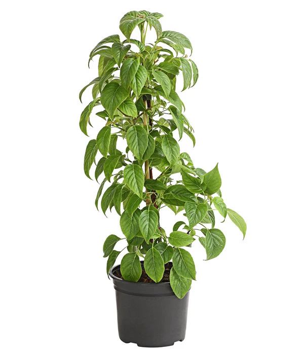 Kletter-Hortensie 'Crug Coral'® 1 Kletter-Hortensie 'Crug Coral'®