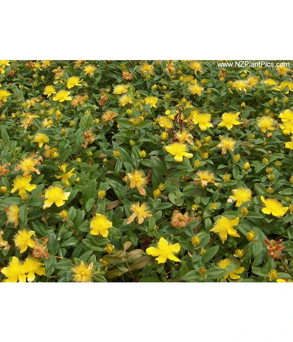 Niedriges Johanniskraut 4 Niedriges Johanniskraut – Bild 4