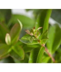 Niedriges Johanniskraut 6 Niedriges Johanniskraut -Gardena Verkäufe 7227937 WE DE 001 HypericumCalycinumDehnerExpressZS